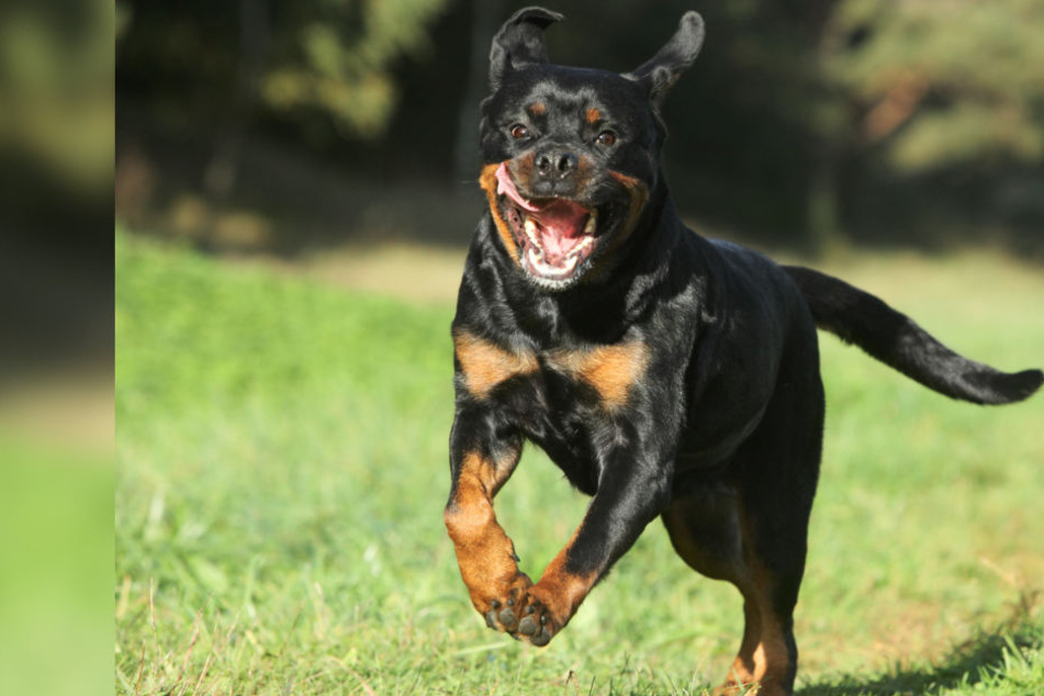 Der Rottweiler attackierte den Jungen im Wald. (Symbolbild)