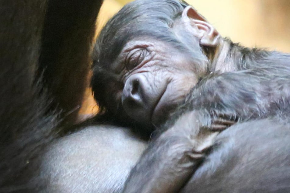 Der kleine Gorilla kam Neujahr in Krefeld auf die Welt.