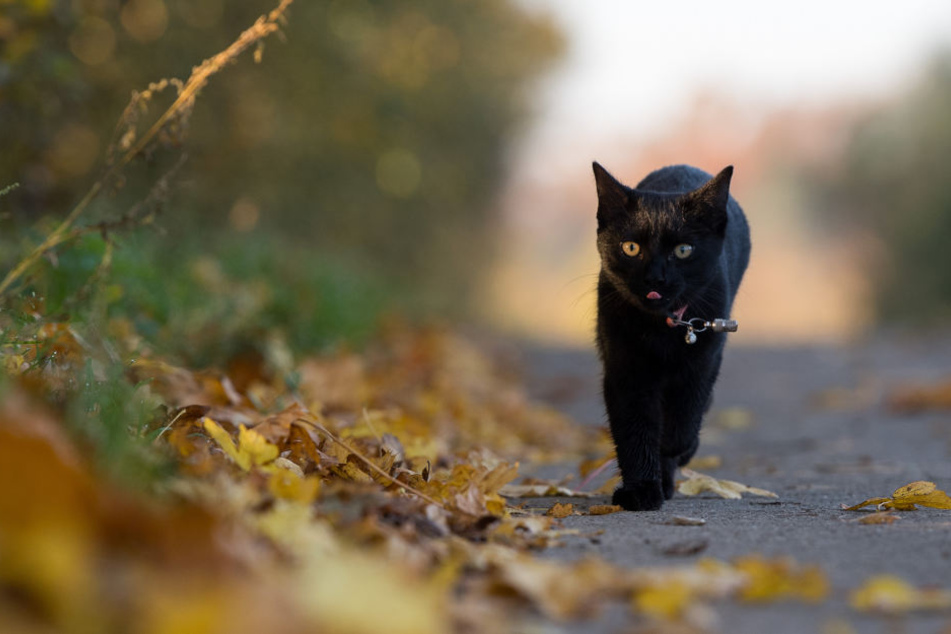 Das Umherstreifen wurde einer Katze in Heldrungen zum Verhängnis. Auf brutale Art wurde sie von Unbekannten gequält. (Symbolbild)