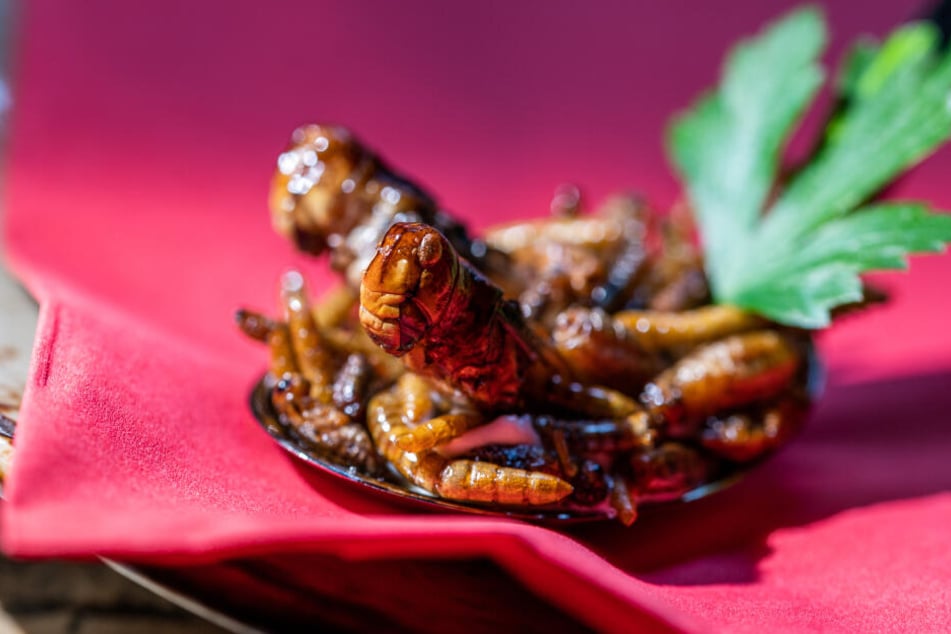 Knusprig wie Popcorn und gar nicht ekelig: Beim Heuschrecken-Essen muss man sich nur ein bisschen überwinden.