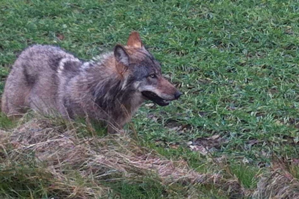 Weil der Wolf mehrere Tiere riss, soll er nun abgeschossen werden.