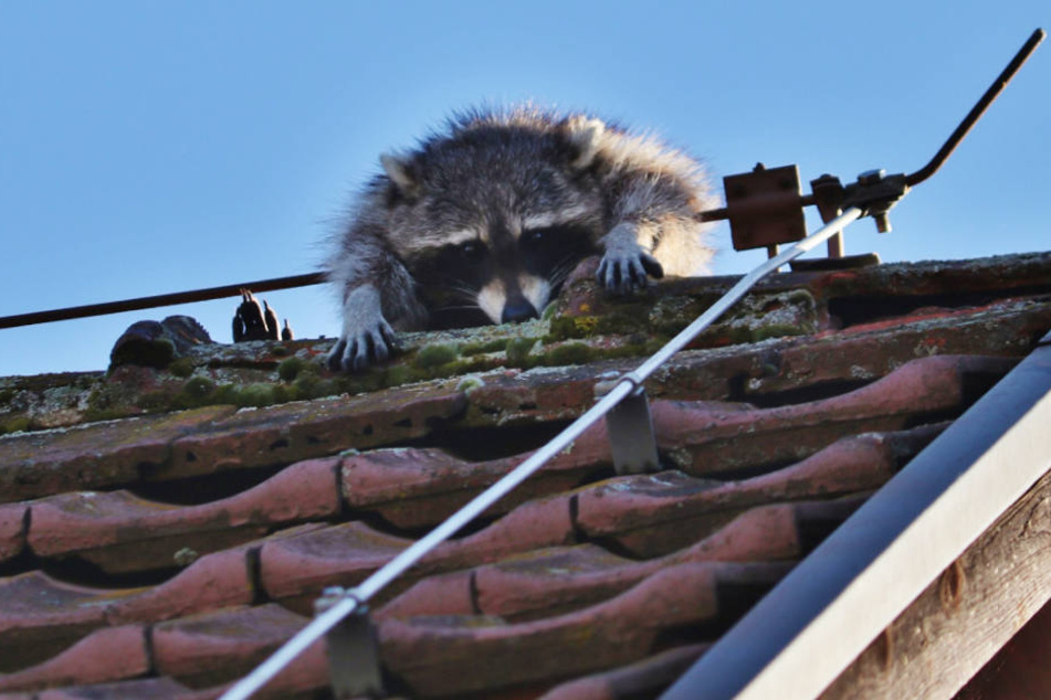 Nix ging mehr: Da saß er fest, der Waschbär.