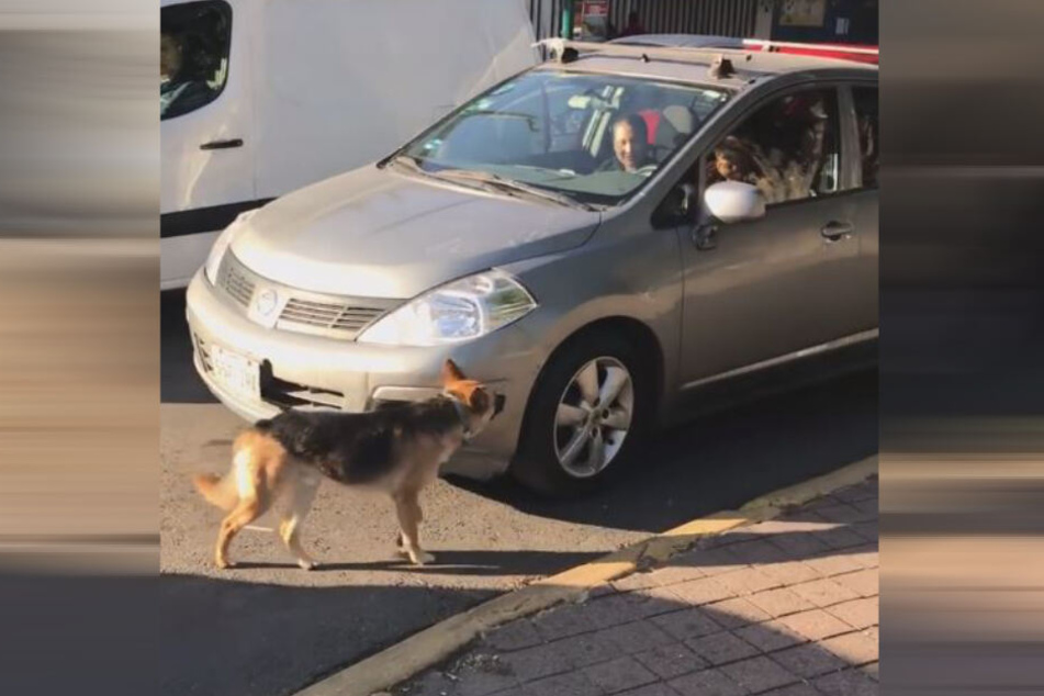 Laut des Zeugen, saß die Familie des Hundes in diesem Auto.