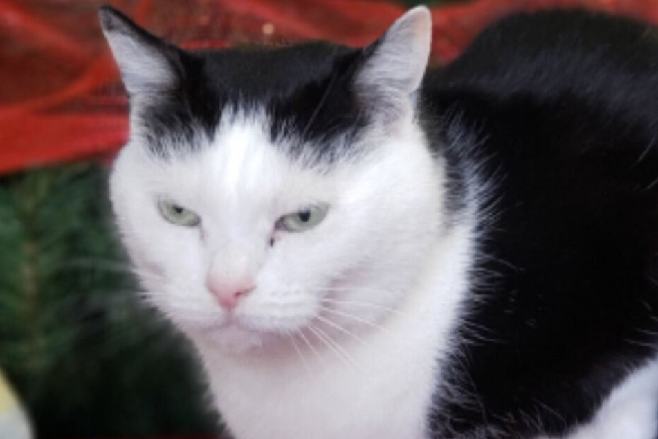 Perdita ist ziemlich fies.