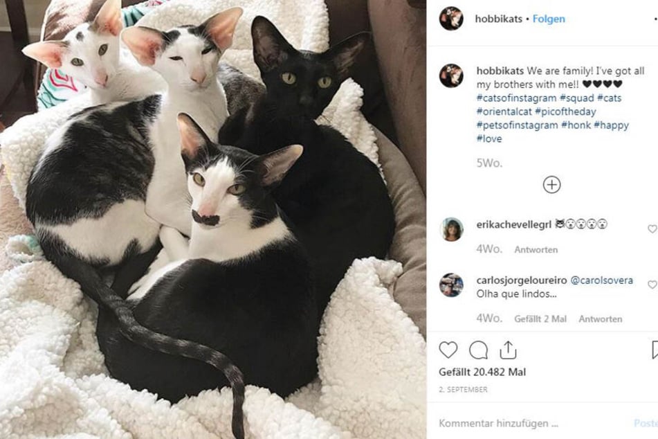 Die vier "CatStreet Boys": Einer auffälliger als der Andere.