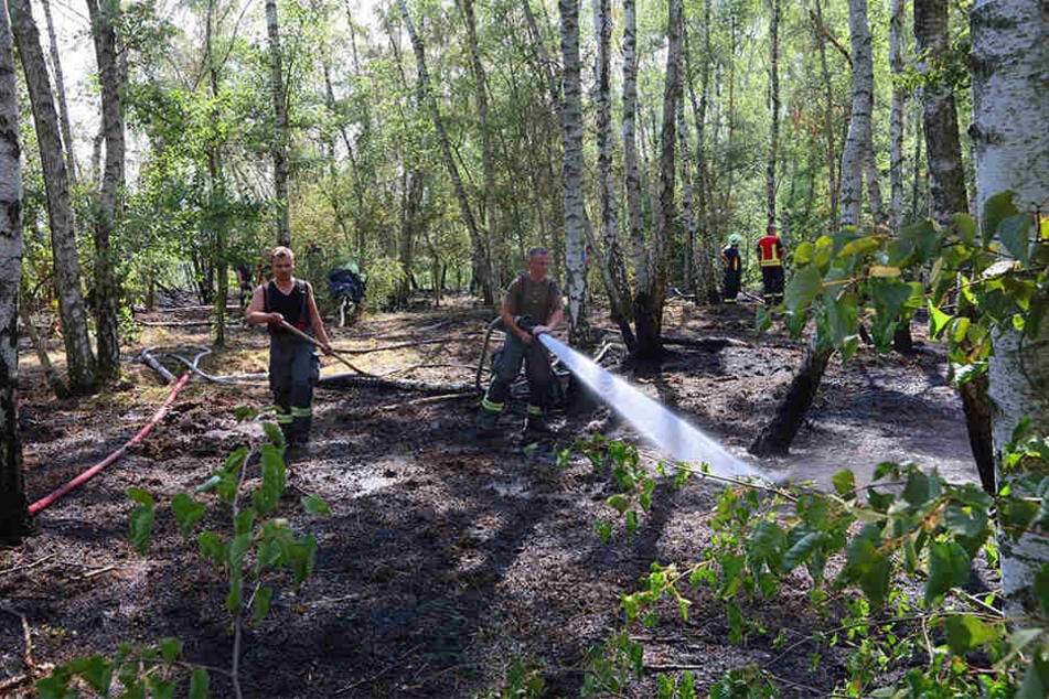 Querfeldein Schläuche im Wald verlegt: Das Waldstück Halde 5 in Zwickau-Oberhohndorf stand Samstag in Flammen.