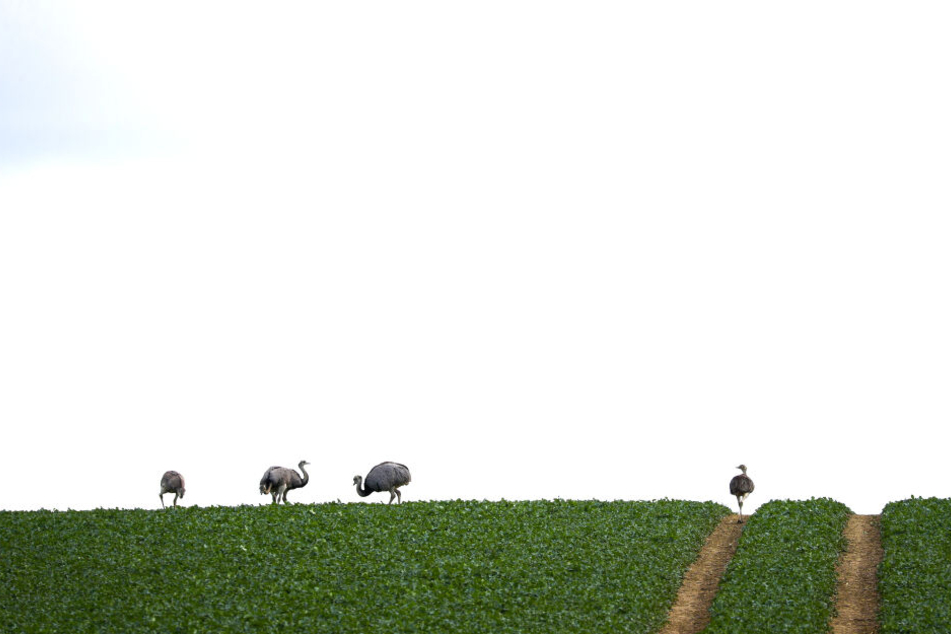 Nandus grasen entspannt auf einem Feld mit jungem Raps zwischen, nahe des Ratzeburger Sees.