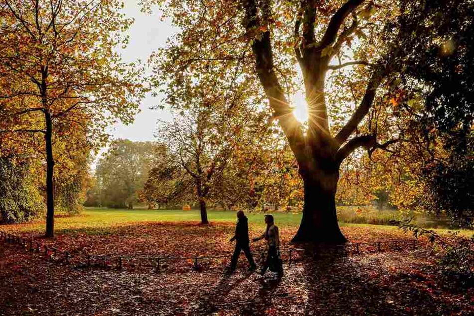 Der Herbst in Dresden war statistisch betrachtet eher durchschnittlich.