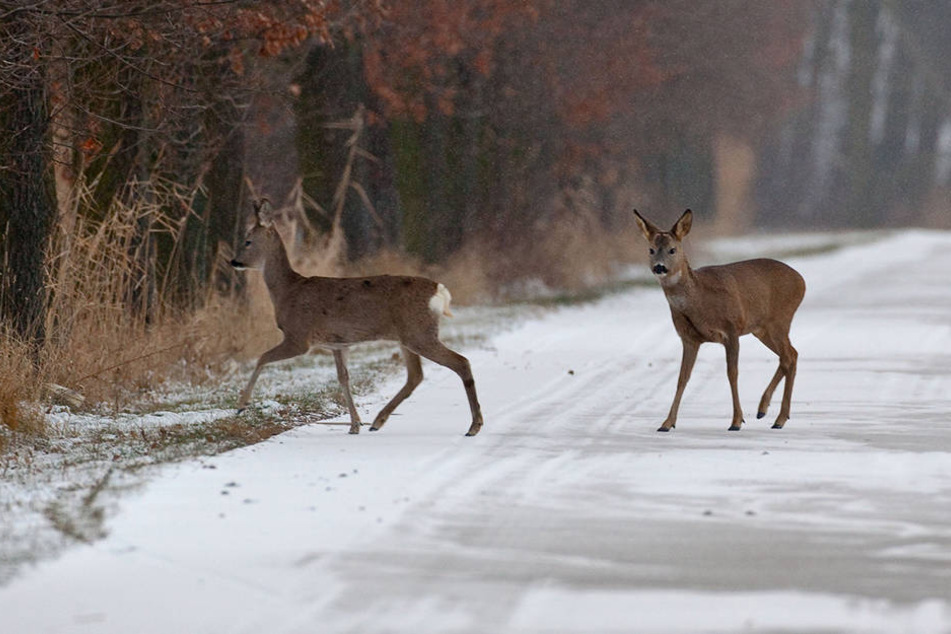 Das Salz lockt das Damwild auf die Straßen.