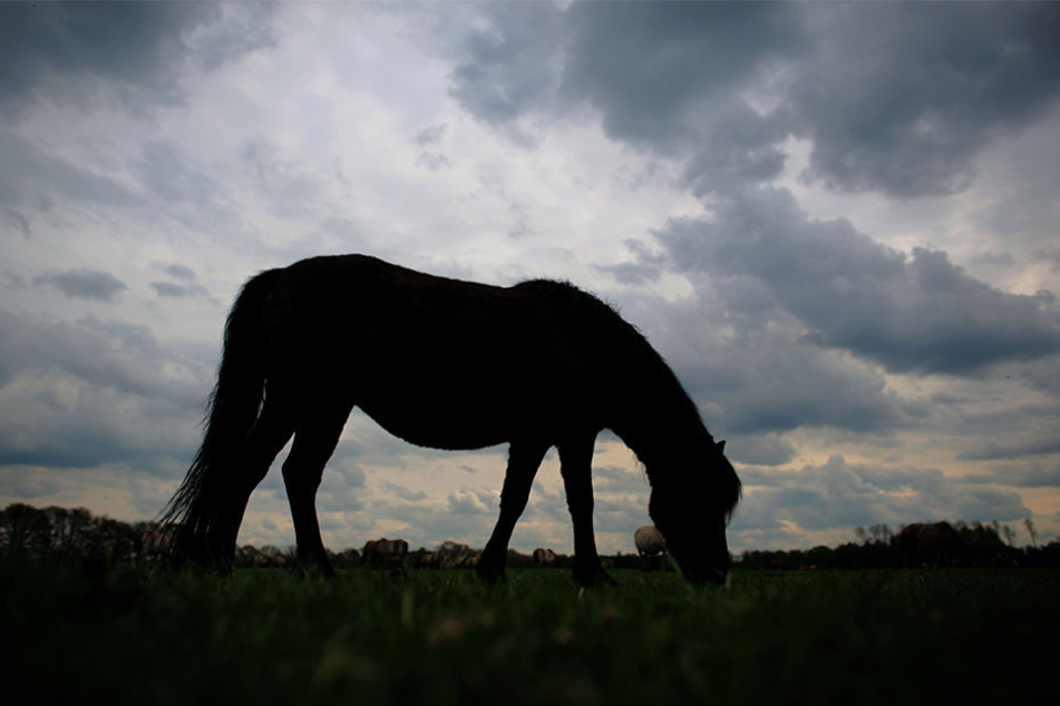 Die Ponys standen auf der Weide, als die Tierquäler zu schlugen. (Symbolbild)