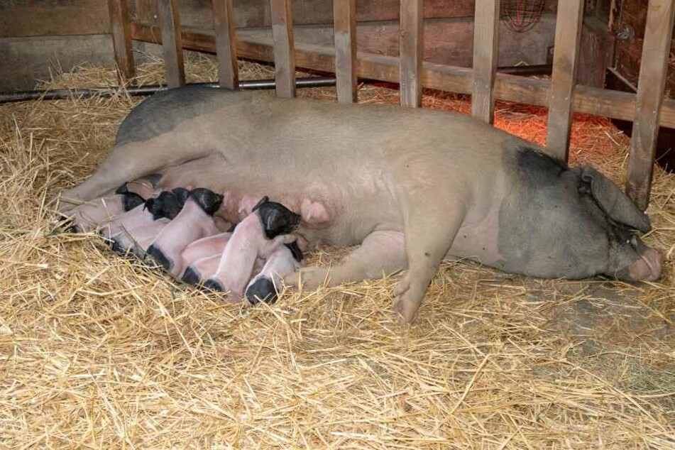 Der Zoo freut sich über den vielfachen Ferkel-Nachwuchs.