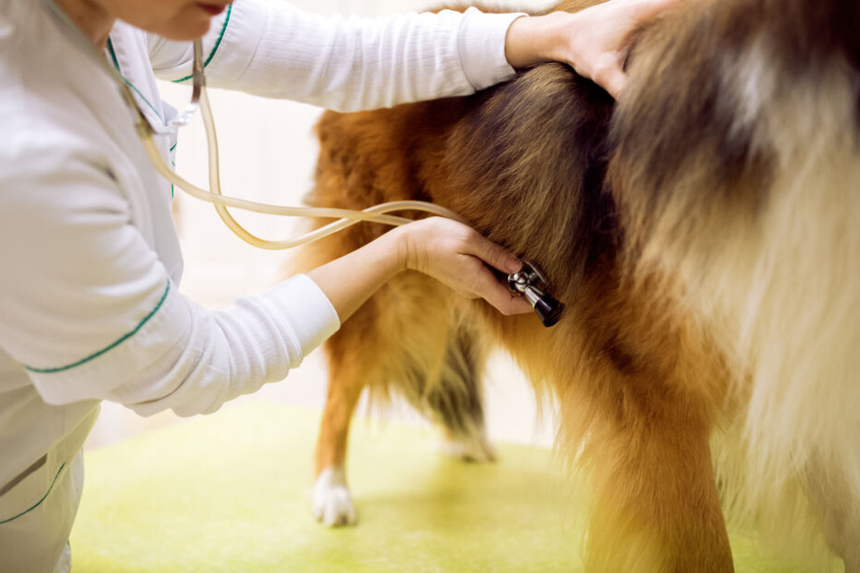 Sandra Coates verlor ihren Collie durch Krebs.