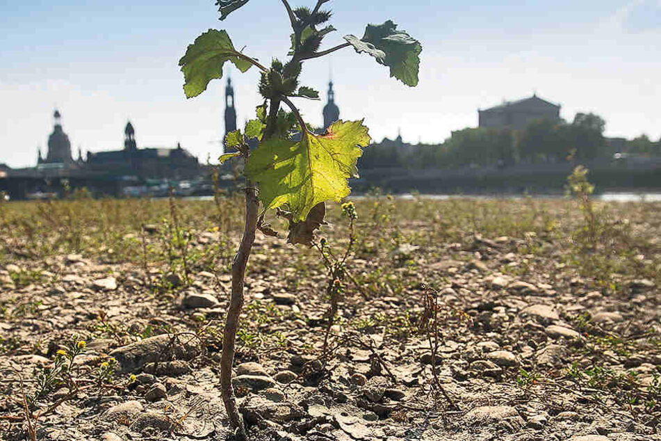 Ebbe im Gelände. Dresdens Elbpegel ist gefährlich niedrig.