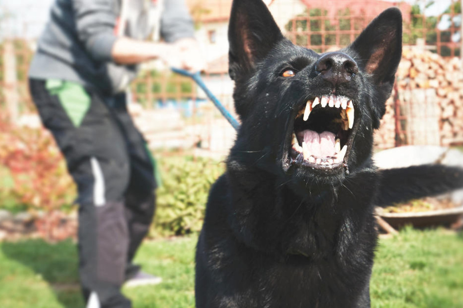 Die Männer hetzten den aggressiven Hund auf den 32-Jährigen. (Symbolbild)
