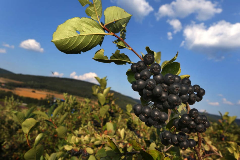 Auf über 140 Hektar wird in Bayern die Aronia-Beere angebaut.