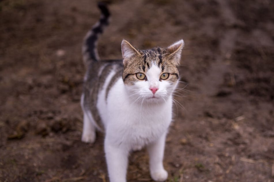 Die Tote Katze Im Garten Beerdigen Ist Das Wirklich Erlaubt