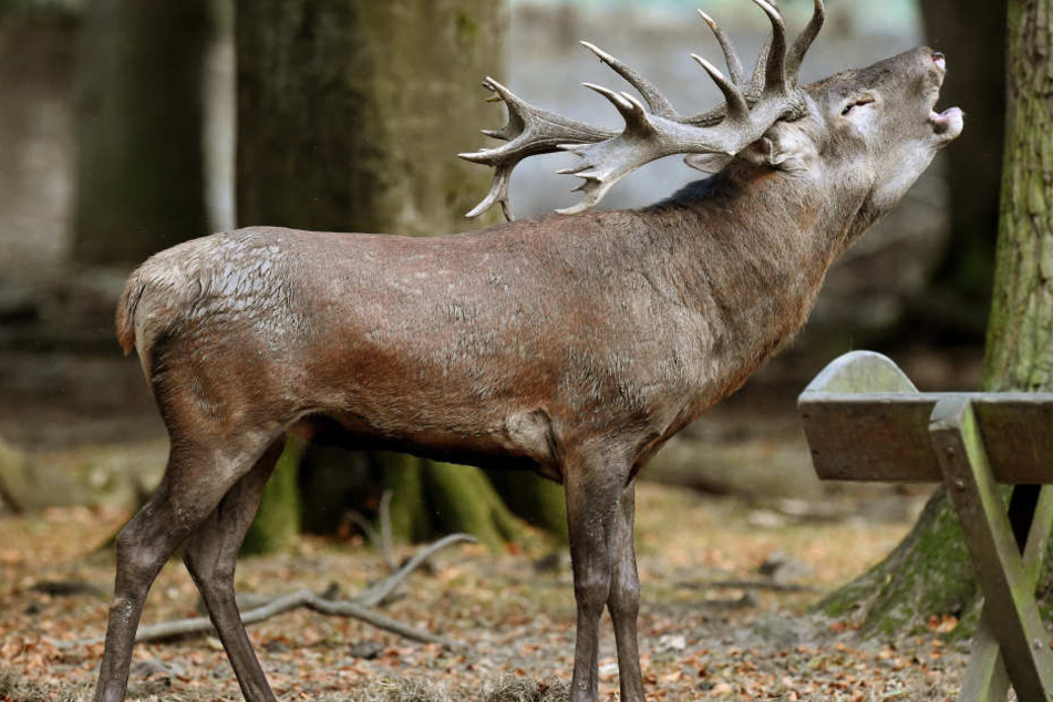 Mit röhrendem Geschrei buhlt ein Hirsch um sein Kahlwildrudel.