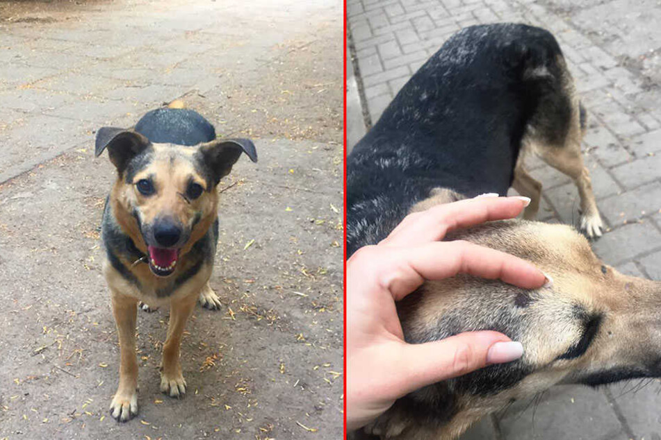 Die rumänische Straßenhündin Leika befindet sich jetzt Obhut des Tierschutzvereins Merseburg-Querfurt.