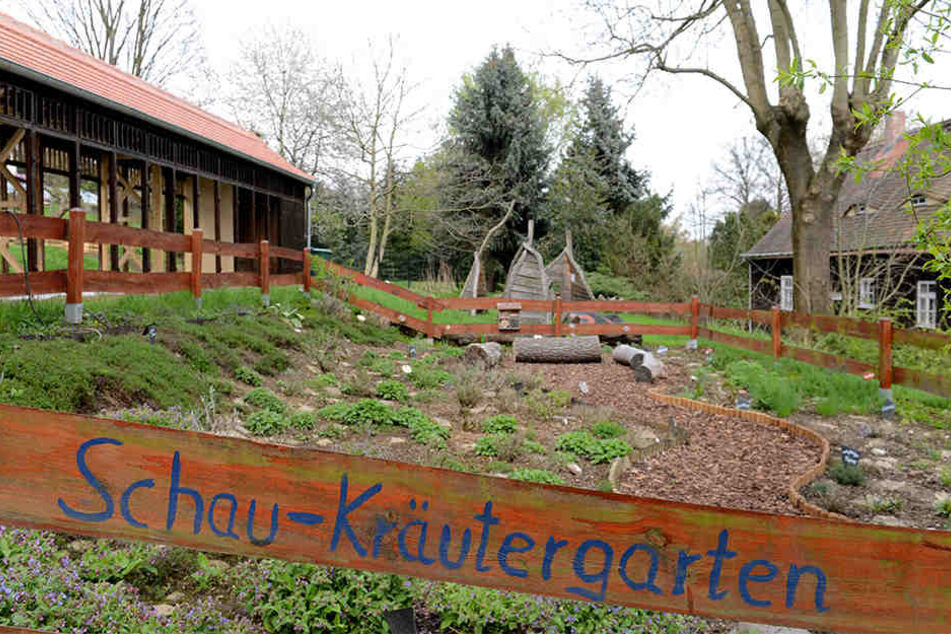 Im Kräutergarten soll der Nachwuchs lernen, dass Basilikum, Rosmarin und Minze nicht im Supermarkt gedeihen.