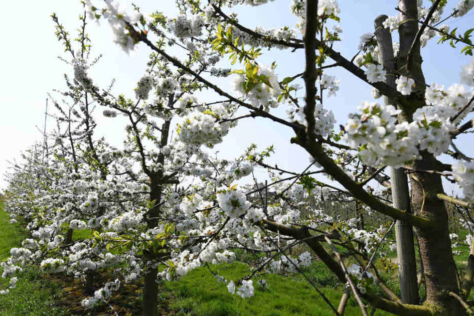 Zahlreiche Obstbäume wie diese blühenden Kirschen stehen im Alten Land.