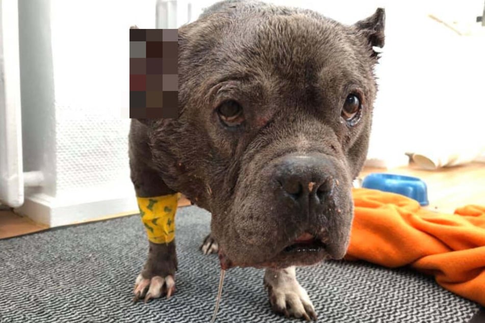 Hündin Betty ist nach dem Vorfall stark mitgenommen.