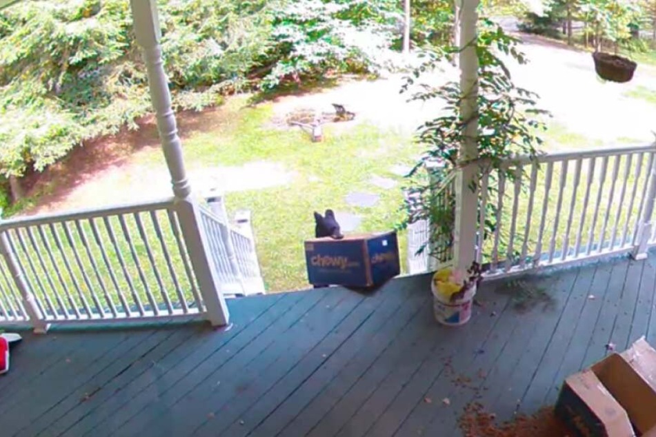 Unglaubliche Bilder: Der Bär zieht das Paket mit seinem Maul von der Veranda.