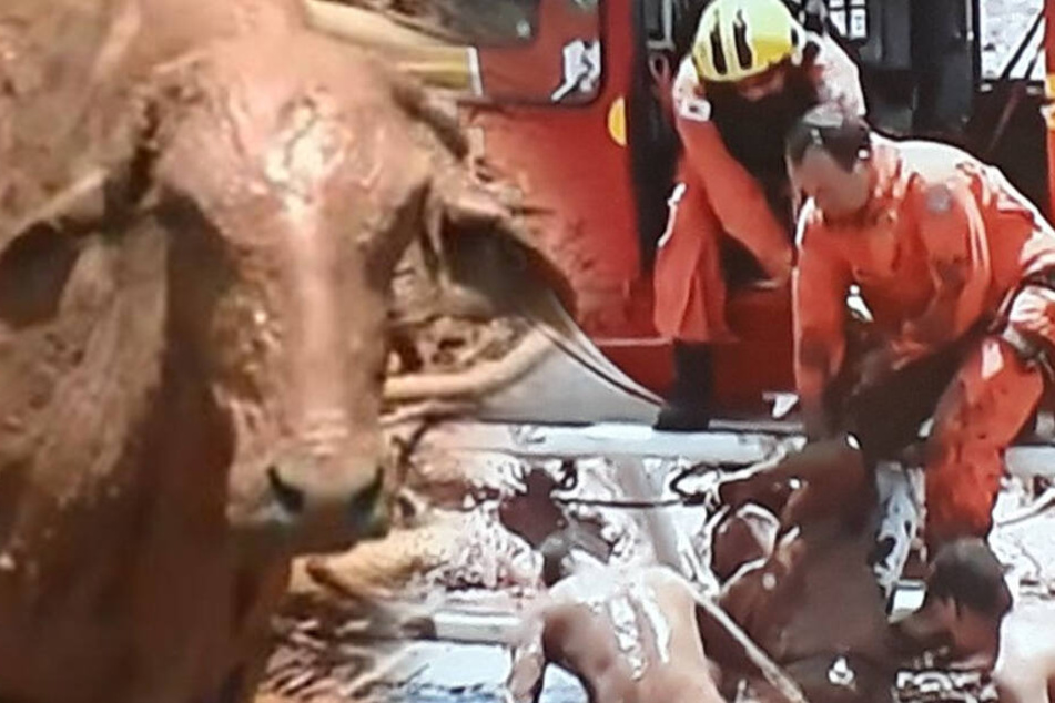 Tiere und Menschen wurden von der Schlammflut überrascht.
