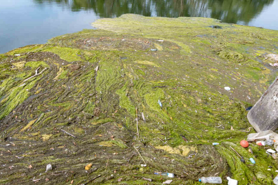 Vor dem Wasserkraftwerk Altheim an der Isar nahe Landshut wird tonnenweise Müll angeschwemmt.