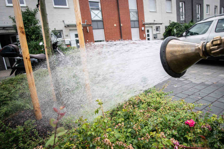 Die lang anhaltende Trockenheit macht Straßenbäume sichtlich zu schaffen.