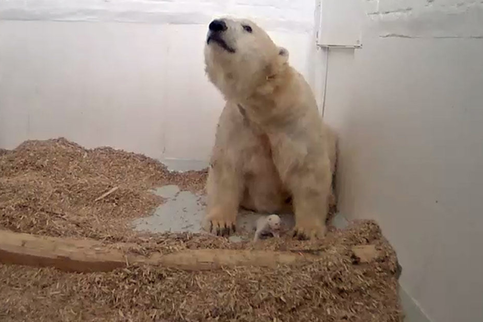 Eisbärin Tonya mit ihrem Neugeborenen in der Wurfhöhle.