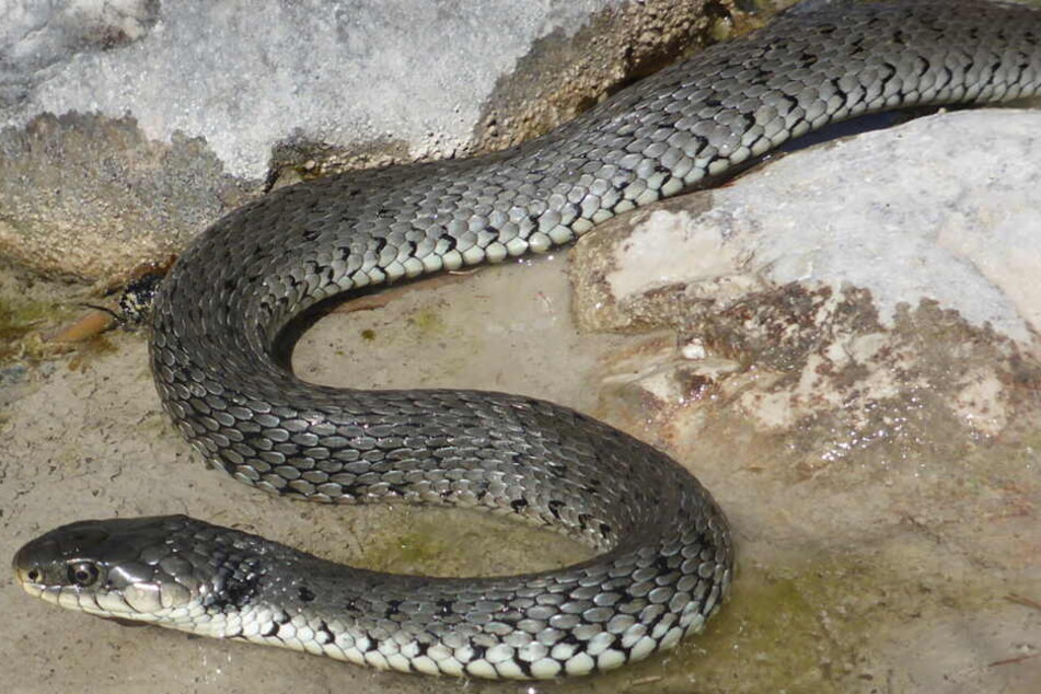 Eine Alpen-Barrenringelnatter (Natrix helvetica) an der oberen Isar bei Mittenwald.