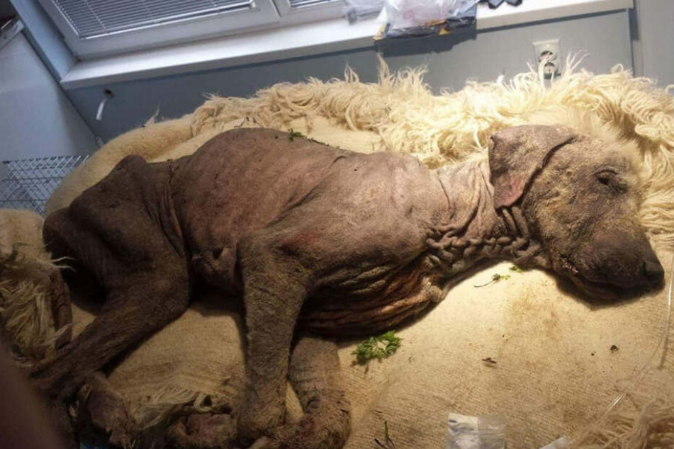 Kranker Hund böse verprügelt, doch heute ist er wunderschön TAG24
