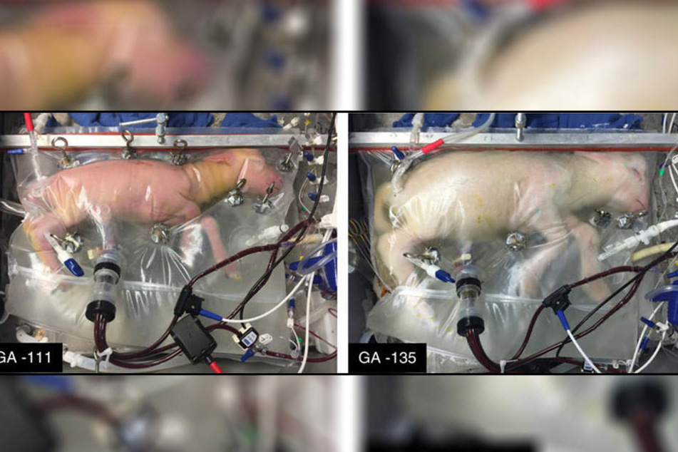 Nach vier Wochen (rechts) in dem Plastikbeutel hat sich das Lamm gut entwickelt.