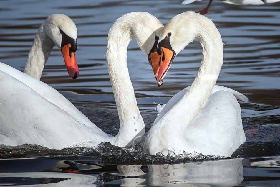Bisher gab es noch keine weiteren Fälle von Vogelgrippe unter Wildvögeln.