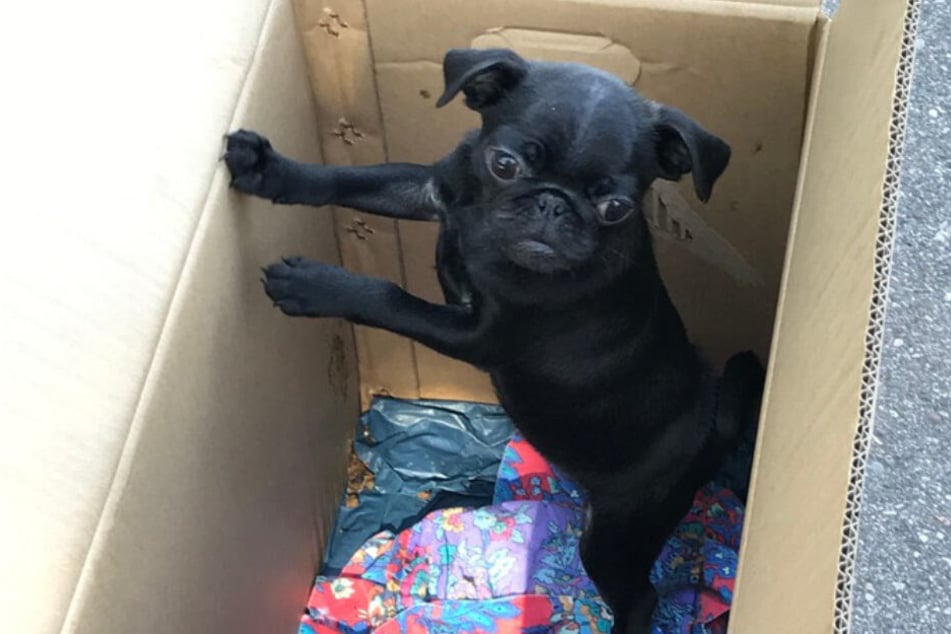 Der kleine Mops konnte aus seinem Schmuggelversteck befreit werden.