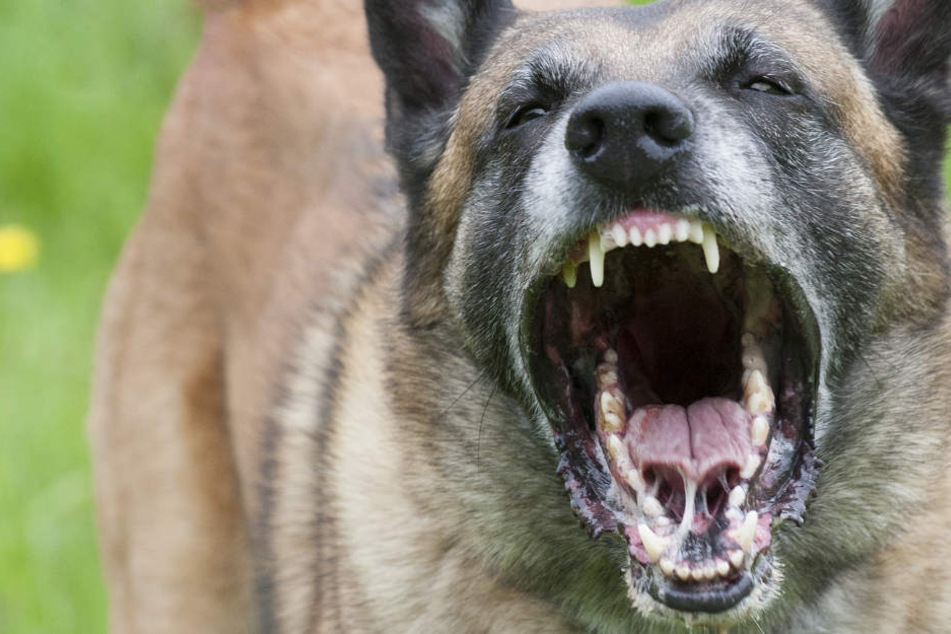 Auf einer außer kontrolle geratenen Feie rin Plochingen hat ein Polizeihund am Samstag einen aggressiven Partygast gebissen. (Symbolfoto)