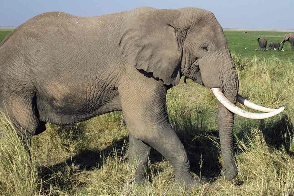 Der Elefant soll sich bedroht gefühlt haben (Symbolbild).
