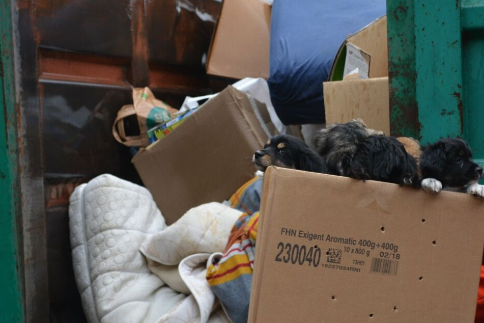 Unfassbar: In dem ganzen Gerümpel fand eine Bewohnerin einen Karton mit süßen Hundewelpen.
