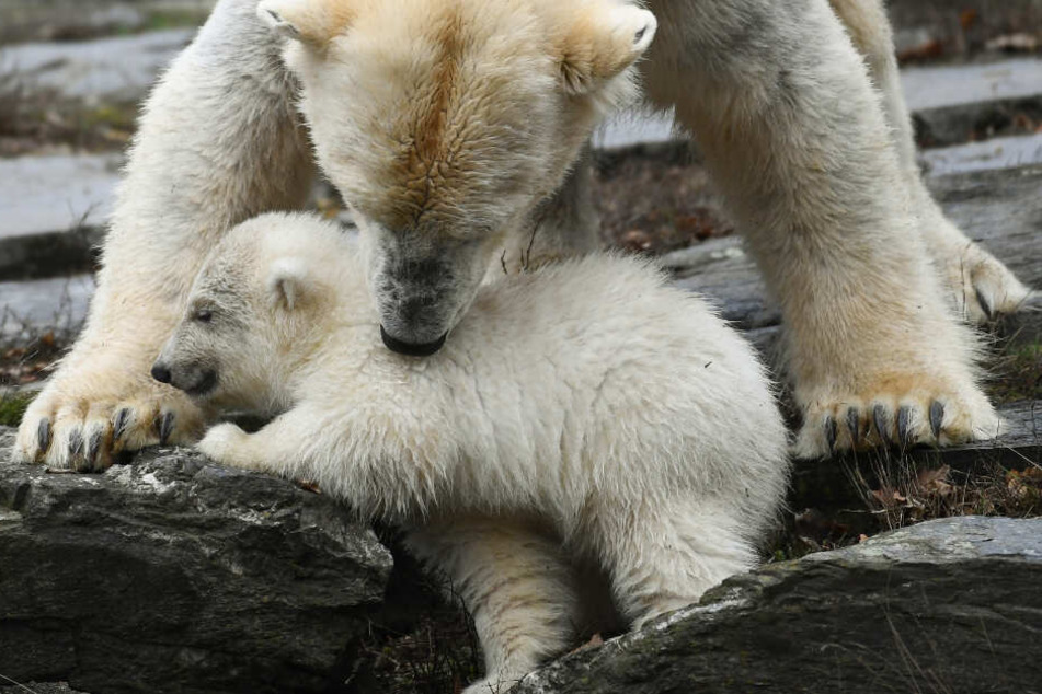 Die kleine, noch namenlose Eisbärin macht ihre erste Erkundungstour im Tierpark mit ihrer Mutter Tonja.