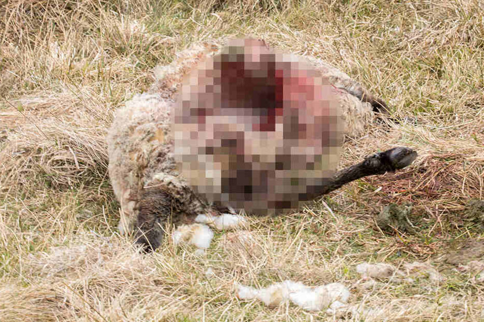 Ein Schaf wurde auf der Weide teilweise gefressen.