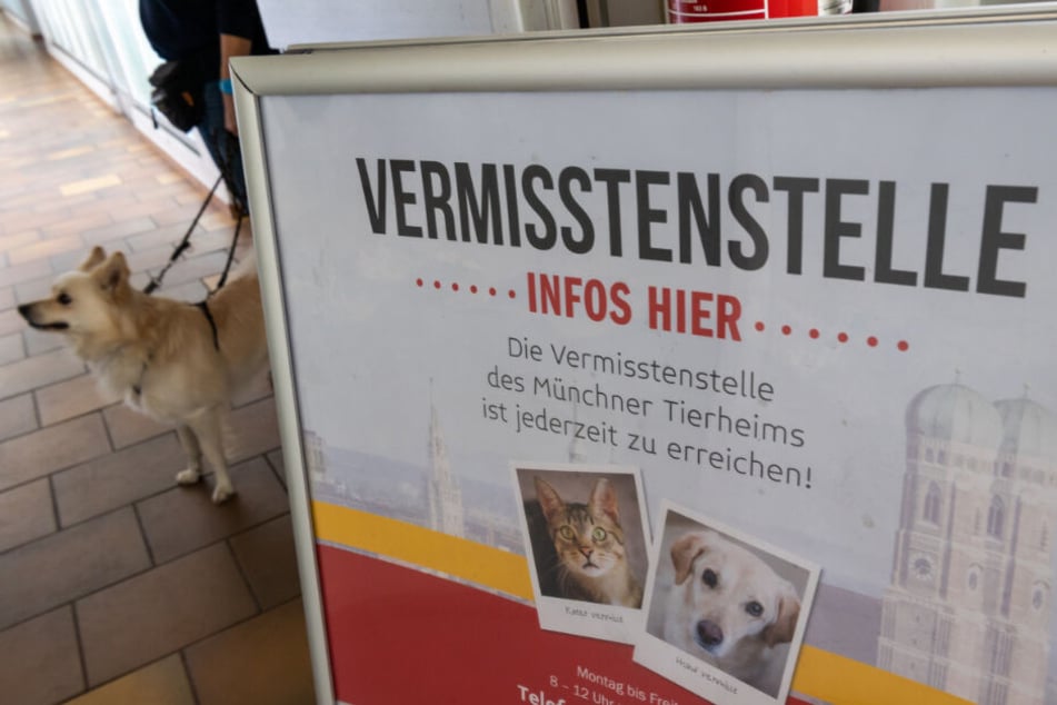 Das Tierheim München hat eine extra Vermisstenstelle für Tiere.