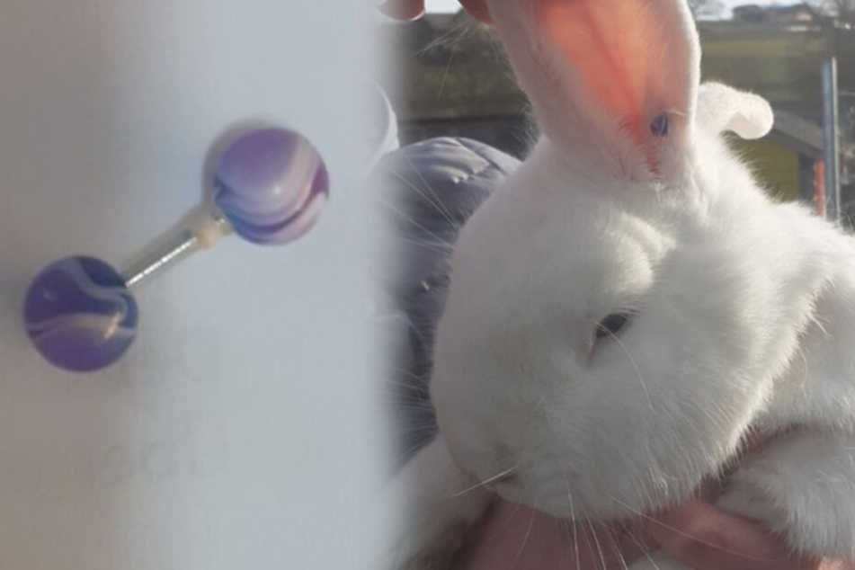 Das Kaninchen war mit einem Piercing im Ohr "geschmückt".