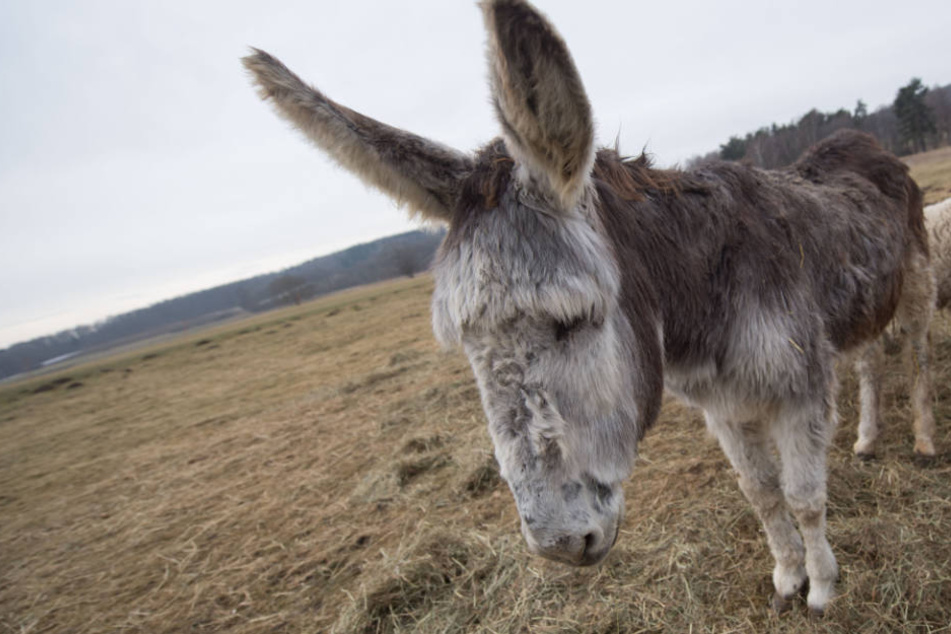 Wegen Eselstute Elisabeth (Foto) und weiteren Tieren droht einem Wirte-Paar ein Geldstrafe.