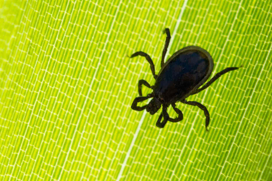 Zecken übertragen Krankheiten wie FSME oder Borreliose. (Symbolbild)