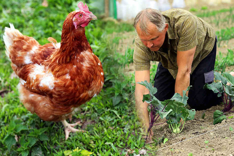 Olaf Schirmer kniet
sich jeden Tag voll in die
Gartenarbeit rein. Denn es
gibt immer was zu tun ...