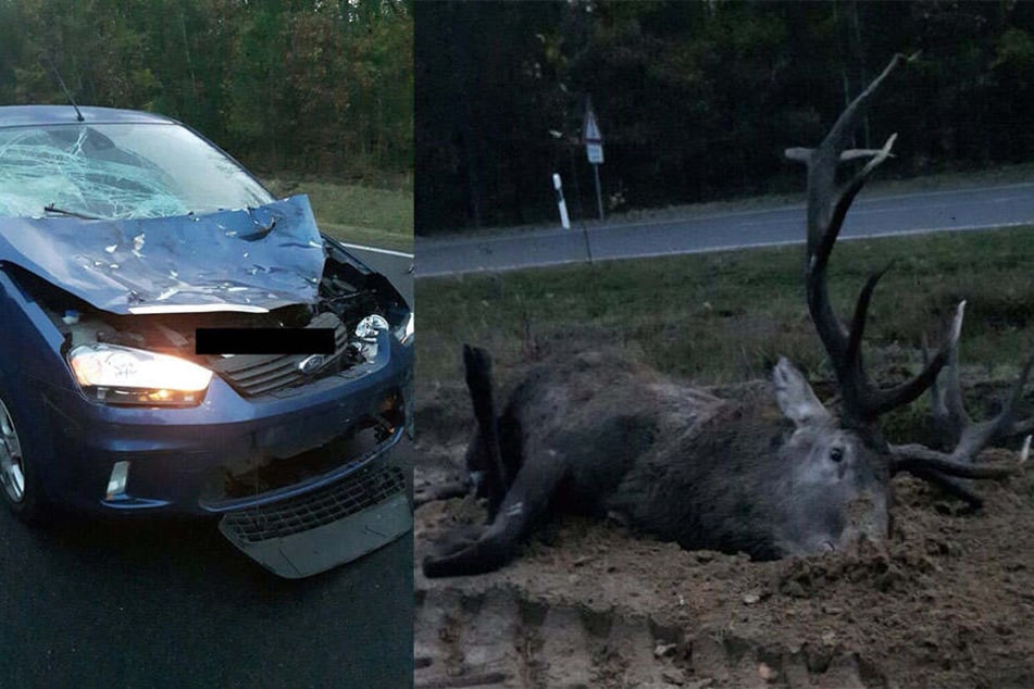 Der Autofahrer hatte Glück, der Hirsch überlebte dagegen nicht.