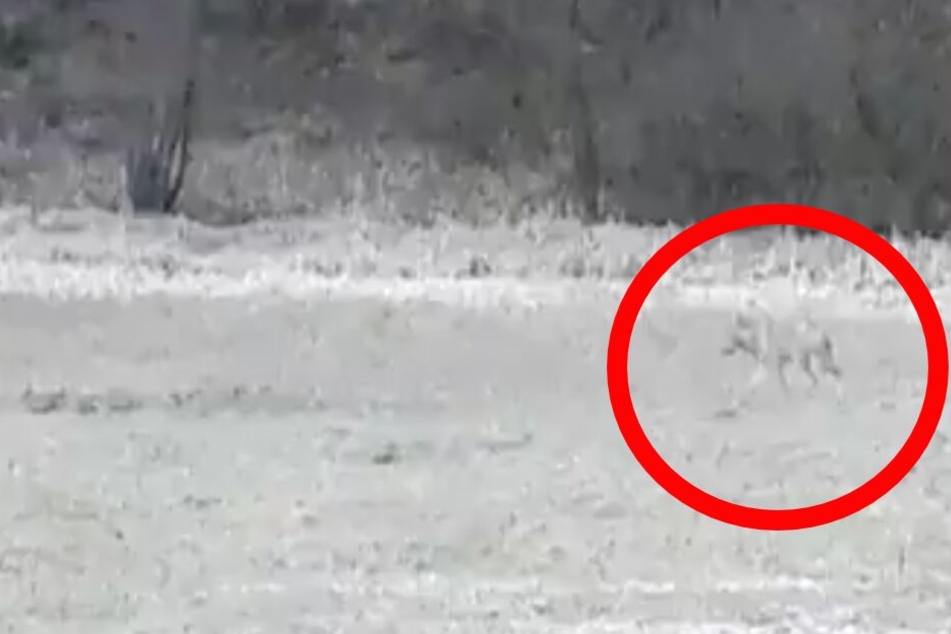 Der Wolf streunert über eine Wiese in Mittelhessen.