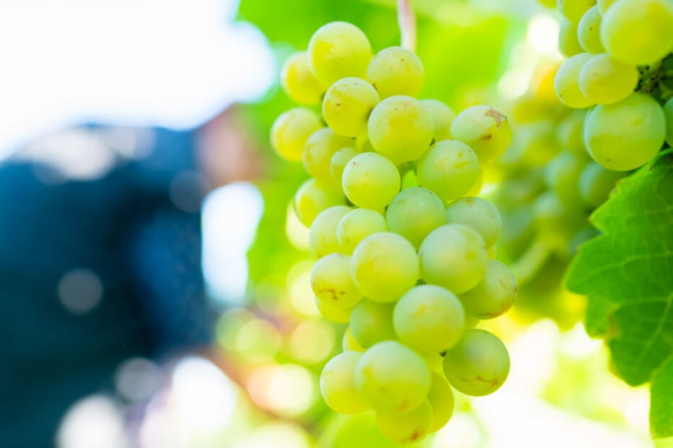 Hängende Trauben: Trotz der Hitze wird meist guter Wein erwartet. (Symbolbild)