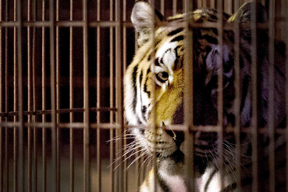 Vor drei Jahren tötete Rasputin einen Pfleger des Münsteraner Zoos.