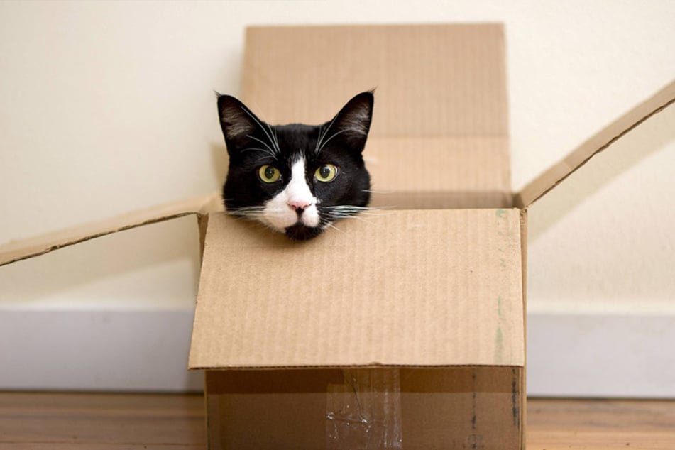Katzen als Versuchstiere?